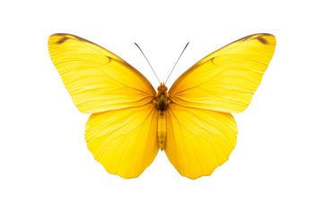Yellow butterfly with detailed wings on black background, cut out transparent