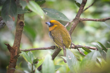 Semnornis frantzii, The prong-billed barbet, native to humid forest