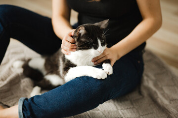 A woman is stroking a cat. Human interaction with pets, adaptation of a street cat at home. Black...