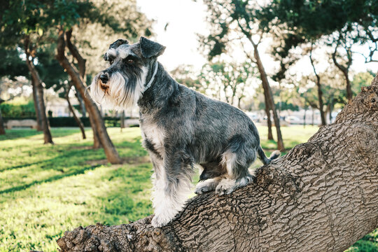 Schnauzer Perched on Tree in Sunlit Park Setting