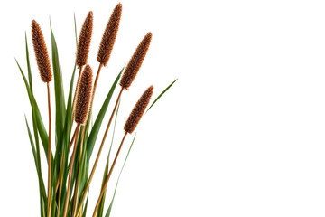 Decorative brown cattail plant, isolated on black, cut out transparent