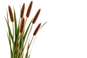 Decorative brown cattail plant, isolated on black, cut out transparent