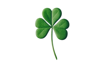 Lucky green shamrock with three leaves isolated, cut out transparent