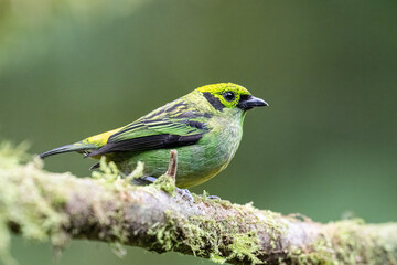 The emerald tanager, Tangara florida, is a species of bird in family Thraupidae