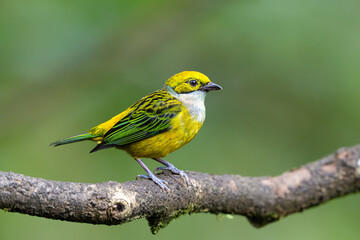 Tangara icterocephala, The silver throated tanager is species of passerine bird