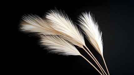 Close Up Of White Feathery Decorative Plants Against A Black Backdrop Illuminated With Soft Lighting