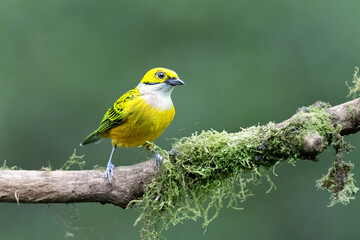 Tangara icterocephala, The silver throated tanager is species of passerine bird