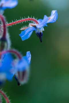 Close-up of a vibrant blue Borago officinalis flower in natural light