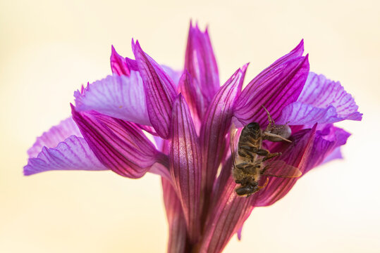 Anacamptis papilionacea with crab spider and bee, detailed close-up