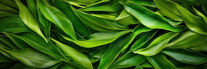 Fototapeta premium Fresh green tea leaf closeup view.