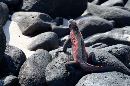 Red marine iguana basking on volcanic rocks, Galapagos Islands