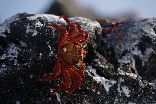 Sally Lightfoot crab on a rocky surface in Galapagos, Ecuador