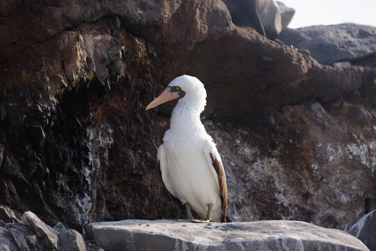 Nazca booby perched on a rock in Galapagos, Ecuador