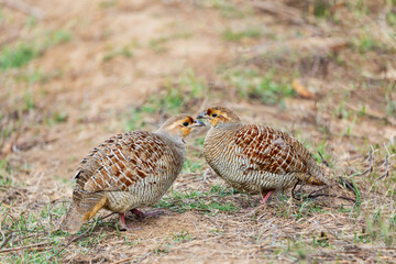 
Side view of two rock bush quails standing head to head in a dry grassy part of the Jhalana Leopard Safari Park, Jaipur, Rajasthan, India