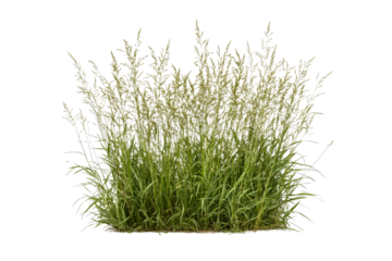 Decorative ornamental grass patch on black, cut out transparent