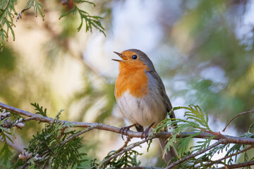 A male European robin sits on the thin Thuja branch and sings its song toward the camera lens with a blue sky background on a sunny spring day.	