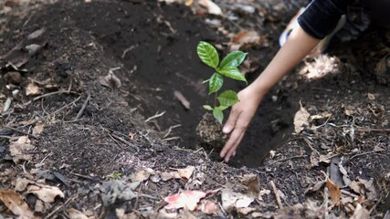 Close-up of hands planting a coffee tree seedling in fertile soil, symbolizing sustainability, agriculture, and eco-farming. Perfect for themes of growth, nature, and coffee cultivation.