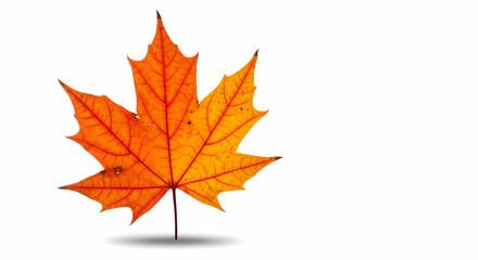 Autumn Maple Leaf