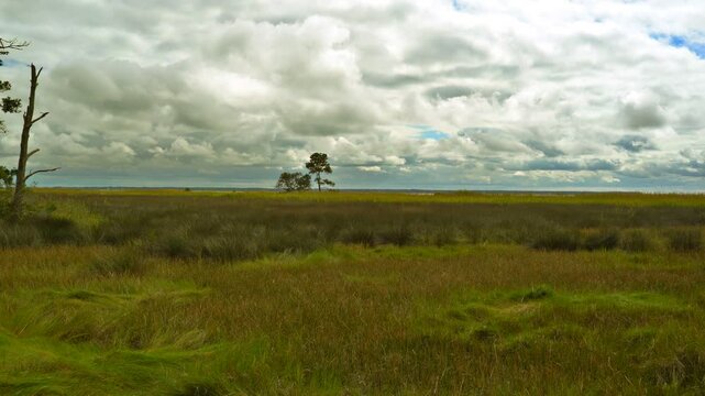 A view of the marsh and its diverse, colorful grasses and trees along the Roanoke Sound in Nags Head, North Carolina.