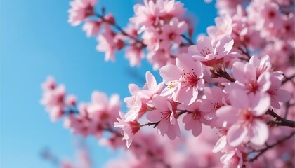 Blooming Cherry Blossom Branch Against a Bright Blue Sky in Spring