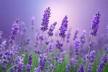 Fototapeta premium Serene Lavender Gradient Background for a Calming Studio Environment