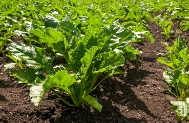 Close-up of green, fresh sugar beet leaves in a field, growing in fertile soil under bright sunlight