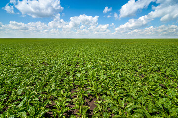sugar beet leaves on endless field under a blue sky with clouds