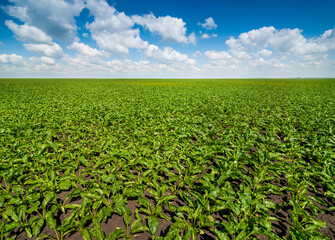 Endless field of green sugar beet leaves under a blue sky with clouds