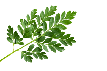 Green Ruta graveolens branch against black background, cut out transparent