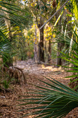 Trail through woods with palmwtto bush fronds