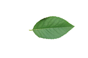 Fototapeta premium Vivid green leaf detailed pattern, natural beauty, isolated object, cut out transparent