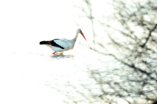 Graceful stork wading through sunlit shimmering waters in Catalonia