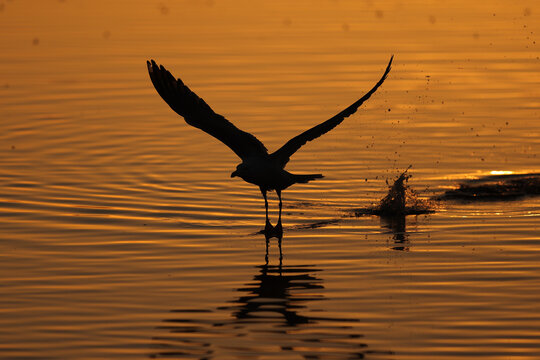 Seagull silhouette at sunset gliding above wetland in Catalonia