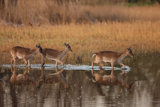 Fallow deer family gracefully crossing a water stream in Catalonia