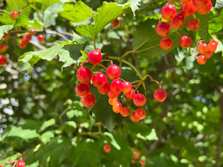 viburnum berries hanging on a branch of a viburnum bush	
