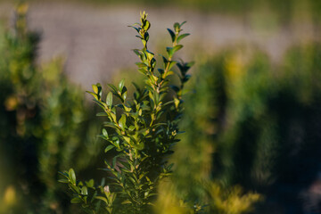 Close-Up of a Vibrant Green Shrub with Shallow Depth of Field