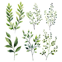 Fototapeta premium Watercolor botanical greenery collection with hand painted leaves and branches on a white background