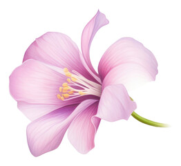 Fototapeta premium PNG Store flower blossom petal plant.