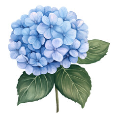 Watercolor illustration of a blue hydrangea flower with lush green leaves for elegant floral and botanical designs