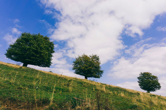Trees on a hill