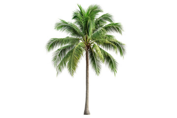 Palm tree with large green fronds, tropical plant, cut out transparent