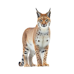 lynx on a white background