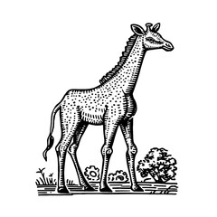 Naklejka premium Engraved illustration of a giraffe standing amidst vegetation in a vintage design style