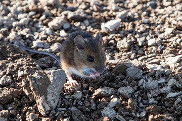 a brown mouse