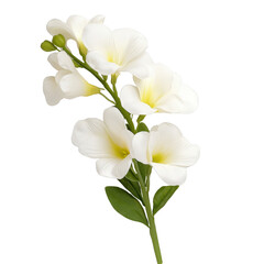 Fototapeta premium A white flower with a green stem. The flower is the main focus of the image. The flower is the most prominent object in the image