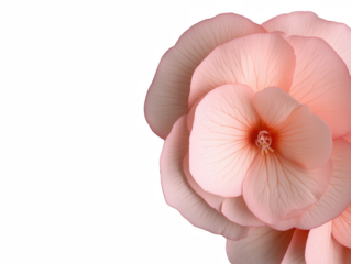 A pink flower with a white background. The flower is the main focus of the image. The background is white, which makes the flower stand out. Concept of beauty and elegance