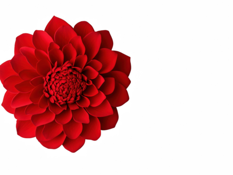 A red flower with a white background. The flower is the main focus of the image. The flower is red and white, and it is the only thing in the image