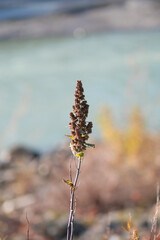 Steeplebush during a fall season at the Eagle Run vista point in Brackendale, Squamish, British...