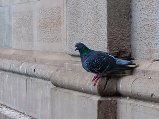 A pigeon sits on the ledge of an old building covered in bird droppings. Birds in the city.