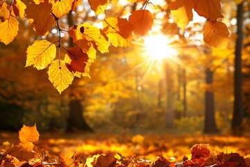 The sun’s shining streams pierce a proud fall leaf tapestry, shedding a luminous sheen on flowing leaves, evoking awe.  
